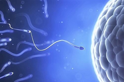 Quá trình trứng gặp tinh trùng diễn ra như thế nào?
