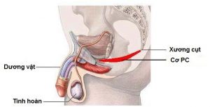 Bài tập Kegel là gì