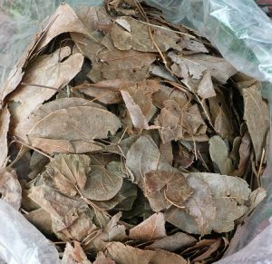 Bài thuốc chữa yếu sinh lý bằng Đông y số 6
