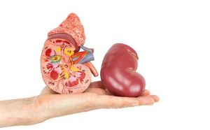 Thận có vai trò gì?