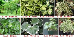 6.Cây đinh lăng có mấy loại