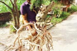 Các yêu cầu chọn củ đinh lăng ngâm rượu: