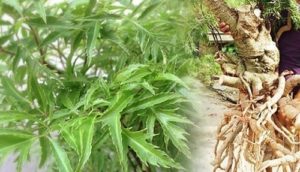 2.Đặc điểm cây đinh lăng