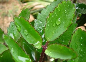 4.Lá bỏng – Vị thuốc quý trị bệnh trĩ tại nhà