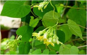 2.Cách chữa bệnh trĩ dân gian bằng lá thiên lý