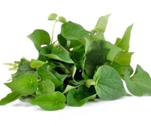 Chữa bằng rau diếp cá