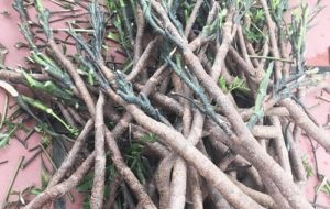 2.Giá trị của thân cây đinh lăng