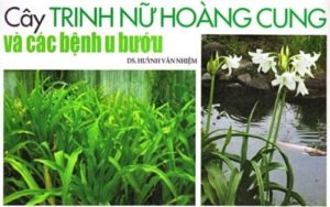 1.Cây trinh nữ hoàng cung giúp phòng ngừa các vấn đề về khối u