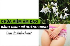 3.Cây trinh nữ hoàng cung chữa bệnh phụ khoa