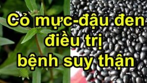 Cây cỏ mực và đỗ đen chữa hội chứng thận hư