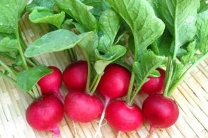 Bị bệnh trĩ nên ăn gì - Củ cải đỏ