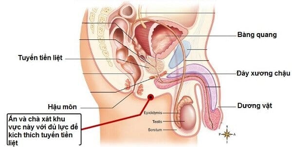 Điểm G của đàn ông là gì? ở đâu ?