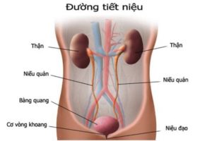 Viêm tiết niệu uống thuốc gì?