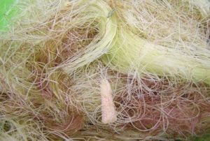 Chữa viêm đường tiết niệu uống thuốc gì ?- Râu ngô