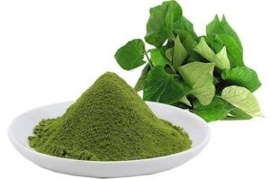 Trà rau diếp cá trị bệnh trĩ