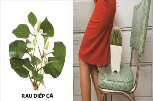 Chữa bệnh trĩ bằng rau diếp cá có tốt không?