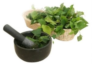 Thuốc rau diếp cá trị bệnh trĩ - đắp trực tiếp cầm máu trĩ ngoại
