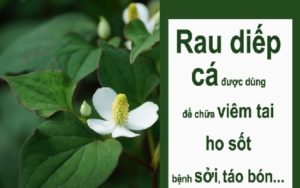 Đặc tính trị bệnh của rau diếp cá