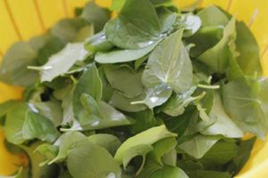 Chữa bệnh trĩ bằng rau diếp cá theo cách ăn sống