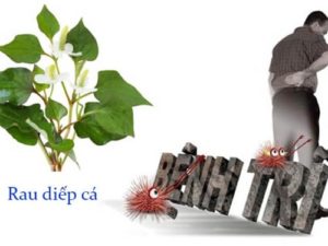 Có nên dùng rau diếp cá chữa bệnh trĩ không