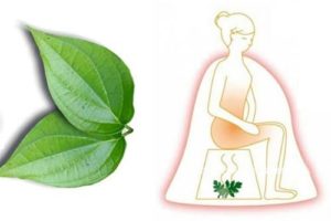 Cách se kín vùng kín bằng lá trầu không - Xông vùng kín