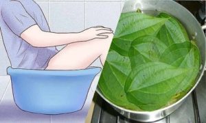 Rửa vùng kín bằng lá trầu không giúp se khít vùng kín