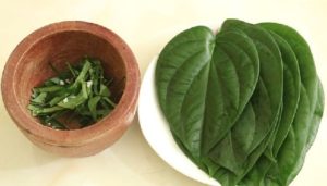 Lá trầu không và tác dụng của lá trầu không